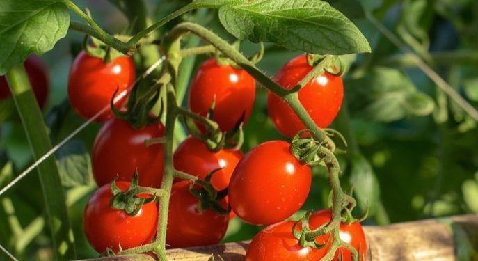 Ini Efek Samping Buah Tomat untuk Kesehatan, Salah Satunya Bisa Nyeri Sendi