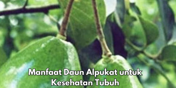 Bisa Jadi Obat Sakit Kepala, Cukup Konsumsi Daun Alpukat Ini, Cek Manfaat di Sini
