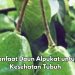 Bisa Jadi Obat Sakit Kepala, Cukup Konsumsi Daun Alpukat Ini, Cek Manfaat di Sini