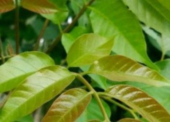 Manfaat Daun Kedondong untuk Kesehatan Tubuh! Dapat Redakan Nyeri Sendi