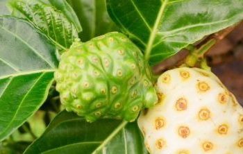 Daun Mengkudu Ini Punya Manfaat Lain untuk Kesehatan, Cek di Sini, Dapat Meningkatkan Sistem Kekebalan Tubuh