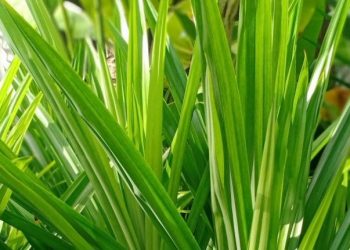 Cara Mudah Melembapkan Kulit, Cukup Gunakan Daun Pandan, Cek Manfaat Lainnya di Sini