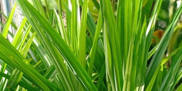 Cara Mudah Melembapkan Kulit, Cukup Gunakan Daun Pandan, Cek Manfaat Lainnya di Sini