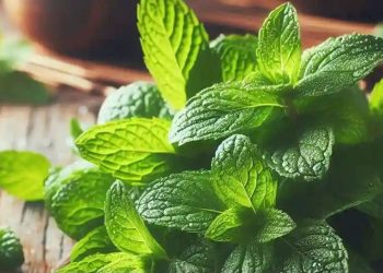 Penting! Cara Mudah Mengusir Tikus Tanpa Ribet, Cukup Gunakan Bahan Alami ini