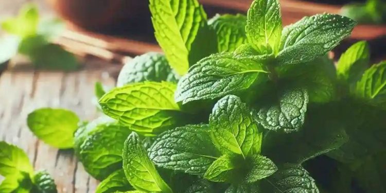 Penting! Cara Mudah Mengusir Tikus Tanpa Ribet, Cukup Gunakan Bahan Alami ini