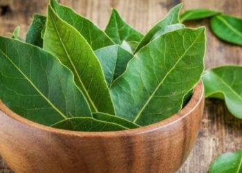 Cara Membuat Minuman Sehat Daun Salam Sehari-hari, Bisa Dibikin dengan Mudah