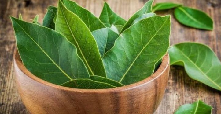 Cara Membuat Minuman Sehat Daun Salam Sehari-hari, Bisa Dibikin dengan Mudah