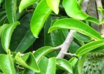 Cara Mudah Bikin Olahan Daun Sirsak, Ampuh Menjaga Kesehatan Tubuh