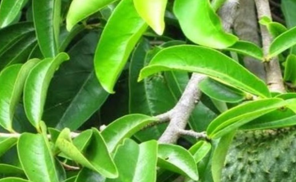 Cara Mudah Bikin Olahan Daun Sirsak, Ampuh Menjaga Kesehatan Tubuh