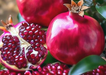 Cek Fakta tentang Buah Delima di Sini! Tidak Hanya Baik untuk Kesehatan