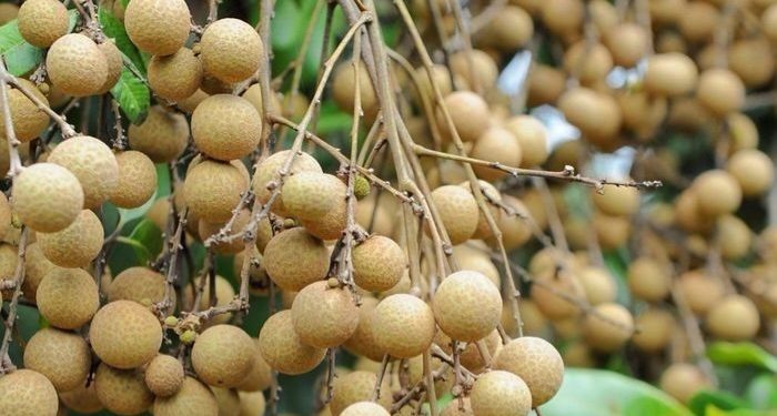 Makin Sehat, Cukup Gunakan Buah Kelengkeng untuk Kulit Ini, Cek Manfaat di Sini