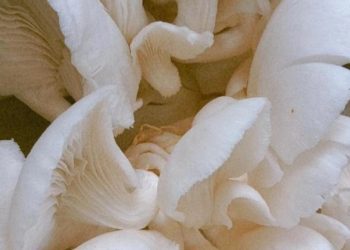 Cara Membuat Masakan Jamur Tiram Enak dan Lezat, Cek di Sini!