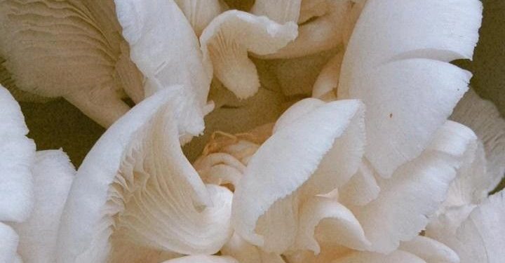 Cara Membuat Masakan Jamur Tiram Enak dan Lezat, Cek di Sini!