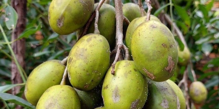 Manfaat Buah Kedondong bagi Ibu Hamil, Salah Satunya Bisa Mendukung Perkembangan Janin