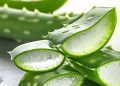 Lidah Buaya Obat Alami Kulit, Ini Manfaat Rincinya, Gunakan Secukupnya