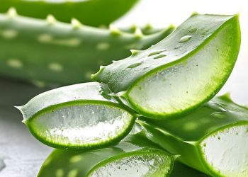 Lidah Buaya Obat Alami Kulit, Ini Manfaat Rincinya, Gunakan Secukupnya