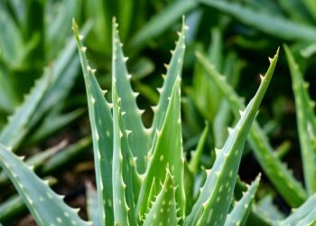 7 Manfaat Lidah Buaya untuk Rambut, Salah Satunya Bisa Mengatasi Kerontokan