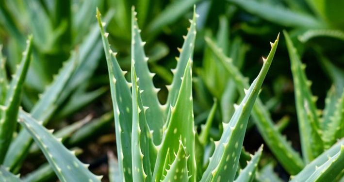 7 Manfaat Lidah Buaya untuk Rambut, Salah Satunya Bisa Mengatasi Kerontokan