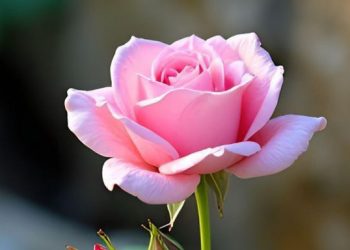 Ini Jenis Bunga Mawar Populer yang Jarang Diketahui, Salah Satunya Mawar Climbing