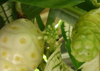 Ini Efek Samping Makan Buah Mengkudu, Bisa Sebabkan Gangguan Pencernaan! Cek di Sini