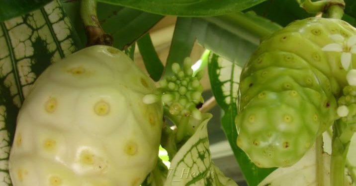 Ini Efek Samping Makan Buah Mengkudu, Bisa Sebabkan Gangguan Pencernaan! Cek di Sini