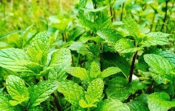 Tanaman yang Ampuh Bikin Tikus Terusir dari Rumah, Perlu Tahu! Bisa Gunakan Pudina