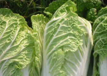 Cek Manfaat Sawi Putih di Sini! Baik untuk Kekebalan Tubuh, Konsumsi Rutin Yuk