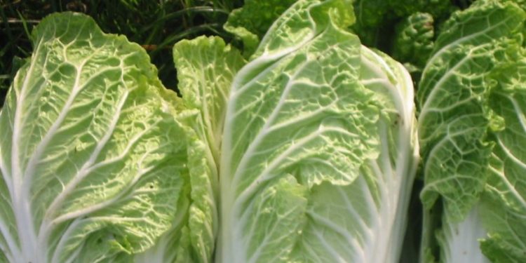 Cek Manfaat Sawi Putih di Sini! Baik untuk Kekebalan Tubuh, Konsumsi Rutin Yuk