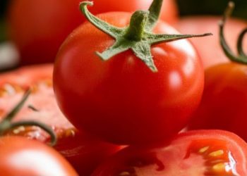 Fakta tentang Buah Tomat Sehari-hari, Cek di Sini! Menarik, Ada 7500 Varietas Pilihan
