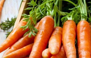 Cek di Sini! Ini Fakta Tentang Wortel yang Perlu Diketahui, Bisa Sebabkan Karotenemia