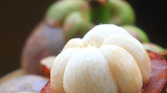 Efek Samping Makan Buah Manggis yang Jarang Diketahui! Cek Sekarang, Salah Satunya Bisa Sebabkan Ganggu kemoterapi