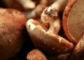 Ini 7 Jenis Jamur yang Aman untuk Dimakan Sehari-hari, Salah Satunya Jamur Shiitake