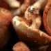 Ini 7 Jenis Jamur yang Aman untuk Dimakan Sehari-hari, Salah Satunya Jamur Shiitake
