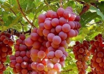 Manfaat Buah Anggur untuk Kecantikan, Ampuh Menyamarkan Bekas Jerawat, Cek di Sini