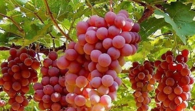 Manfaat Buah Anggur untuk Kecantikan, Ampuh Menyamarkan Bekas Jerawat, Cek di Sini