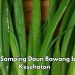 Daun Bawang Ini Bisa Sebabkan Interaksi dengan Obat, Cek Efek Samping di Sini