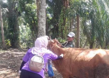 2.600 Ekor Hewan Ternak di Seluma Sudah di Vaksin PMK