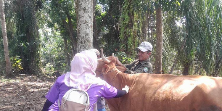 2.600 Ekor Hewan Ternak di Seluma Sudah di Vaksin PMK