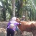 2.600 Ekor Hewan Ternak di Seluma Sudah di Vaksin PMK