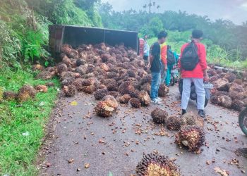 Berlebihan Muatan, Truk Sawit Terguling di Tanjakan Durian Bubur Talo