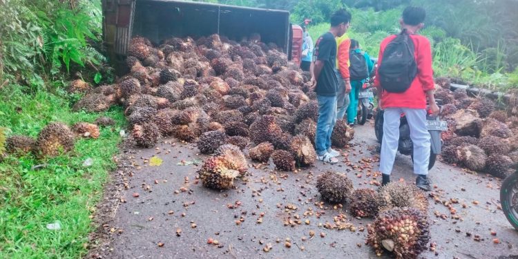 Berlebihan Muatan, Truk Sawit Terguling di Tanjakan Durian Bubur Talo