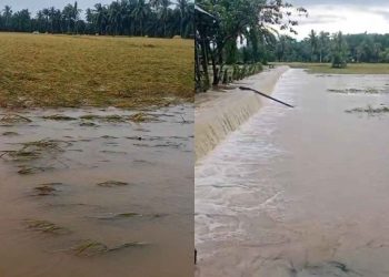 24 Hektare Sawah di Kelurahan Talang Dantuk Terendam Banjir, Kerugian Capai Puluhan Juta