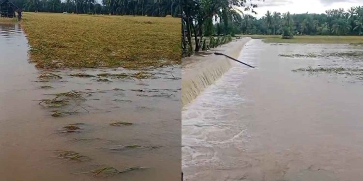 24 Hektare Sawah di Kelurahan Talang Dantuk Terendam Banjir, Kerugian Capai Puluhan Juta
