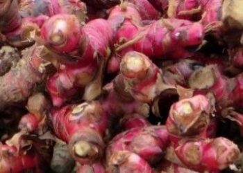 Ini Manfaat Jahe Merah bagi Kesehatan, Dipercaya Ampuh Menjaga Lambung