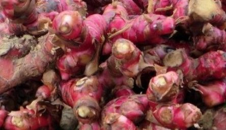 Ini Manfaat Jahe Merah bagi Kesehatan, Dipercaya Ampuh Menjaga Lambung