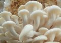 Efek Samping Jamur Tiram untuk Kesehatan, Konsumsi Berlebihan Bisa Sebabkan Alergi