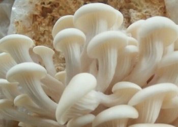 Efek Samping Jamur Tiram untuk Kesehatan, Konsumsi Berlebihan Bisa Sebabkan Alergi