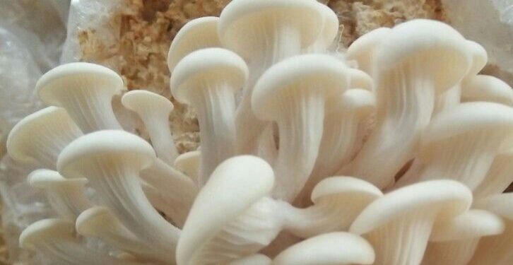 Efek Samping Jamur Tiram untuk Kesehatan, Konsumsi Berlebihan Bisa Sebabkan Alergi