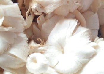 Cek di Sini! Jamur Tiram Punya Manfaat Baik untuk Tubuh, Membantu Menjaga Kesehatan Jantung