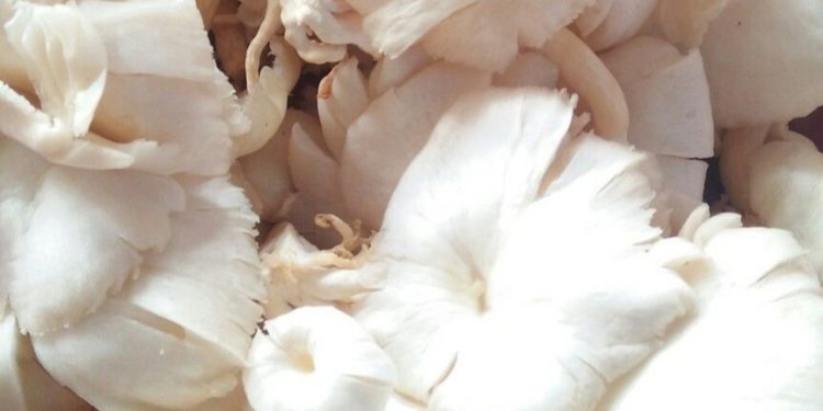 Cek di Sini! Jamur Tiram Punya Manfaat Baik untuk Tubuh, Membantu Menjaga Kesehatan Jantung